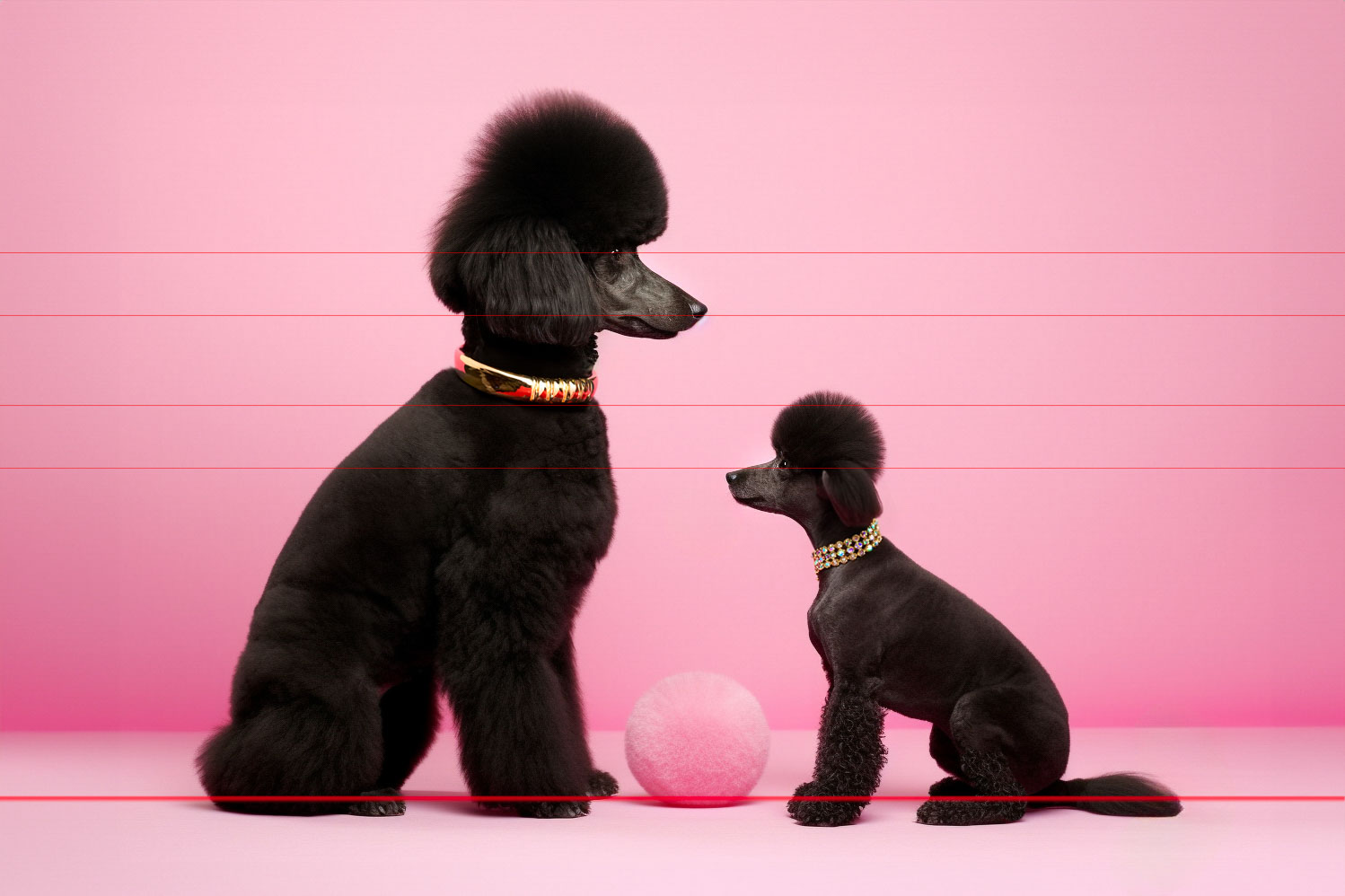 Black Standard & Toy Poodles Face Off Over Shaggy Pink Ball